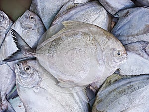 Black pomfret.