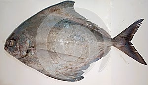 Black Pomfret, fresh fish on the white background