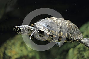 Black pond turtle