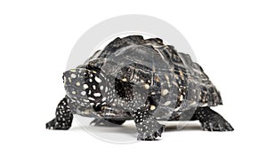 Black pond turtle, Geoclemys hamiltonii, isolated