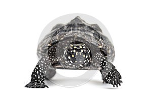 Black pond turtle, Geoclemys hamiltonii, isolated