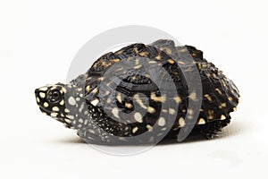 black pond turtle (Geoclemys hamiltonii), the spotted pond turtle or the Indian spotted turtle white background