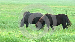 Black ponies grazing in the steppes on the green grass