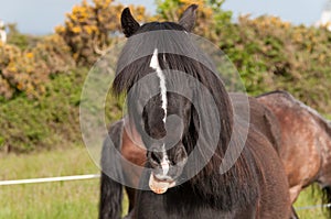 A black pony with his tongue out