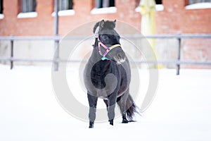 Black pony in manege at winter day