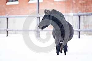 Black pony in manege at winter day