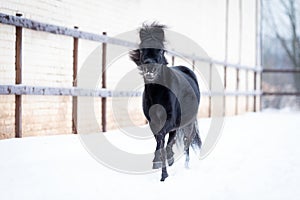 Black pony in manege at winter day