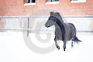 Black pony in manege at winter day