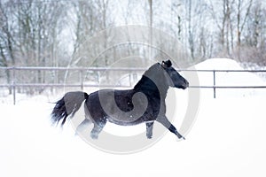 Black pony in manege at winter day