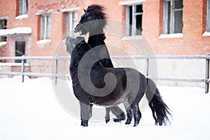 Black pony in manege at winter day