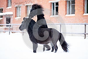 Black pony in manege at winter day