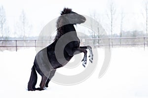 Black pony in manege at winter day