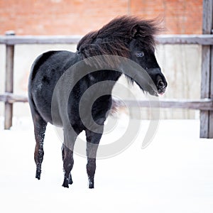 Black pony in manege at winter day