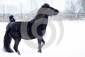 Black pony in manege at winter day