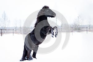 Black pony in manege at winter day