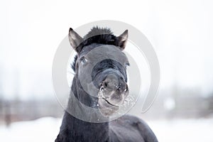 Black pony in manege at winter day