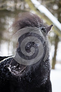 Black pony in manege at winter day