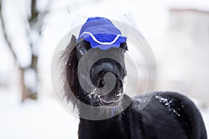 Black pony in manege at winter day