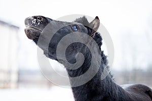 Black pony in manege at winter day