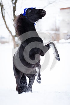 Black pony in manege at winter day