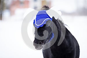 Black pony in manege at winter day