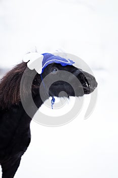 Black pony in manege at winter day