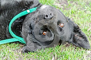 Black pooch dog lying upside down on green grass