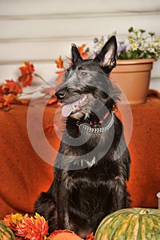 Black pooch with pumpkins