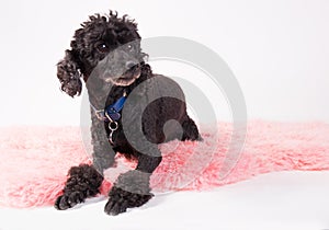 Black poodle