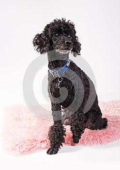 Black poodle