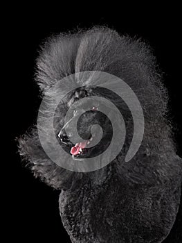 Black poodle with blowing hair