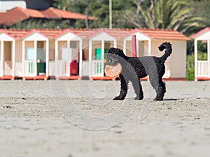 Black poodle dog playing frisbee on the beach