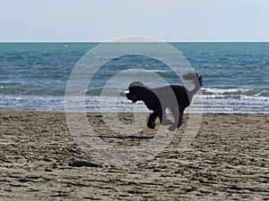 Black poodle dog running fast on the beach