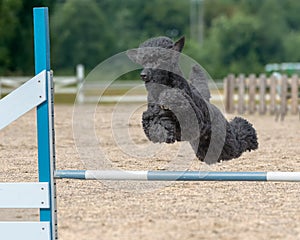 Black poodle jumps over an agility hurdle