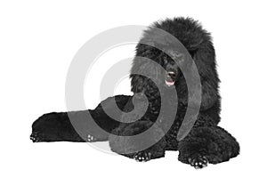 Black poodle lying on a white background