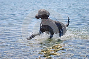 Black poodle playing in the sea