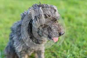 Black Poodle portrait