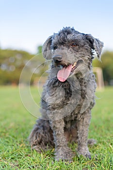 Black Poodle portrait