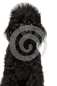 Black poodle puppy portrait on a white background