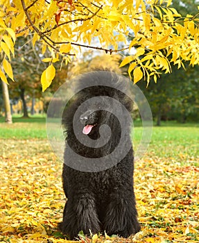 Black poodle sitting on autumn leaves