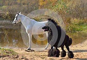 Black poodle with white horse