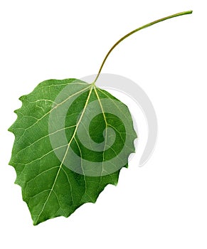 Black poplar Leaf