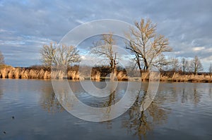 Black poplar near a large river in the evening reflections on the water surface has a distinct habitus black,  poplar. sunny day,