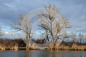 Black poplar near a large river in the evening reflections on the water surface has a distinct habitus black,  poplar. sunny day,