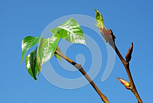 Black poplar photo