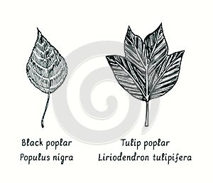 Black poplar Populus nigra and Tulip poplar Liriodendron tulipifera leaves. Ink black and white doodle drawing