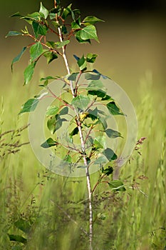 Black poplar tree