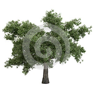 Black Poplar Tree Isolated