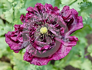 Black poppy flower