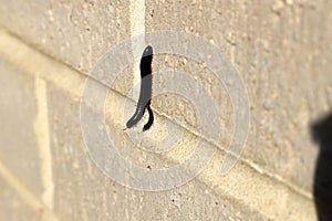 Black Portuguese millipede (Ommatoiulus moreleti) crawling on the wall : (pix Sanjiv Shukla) photo